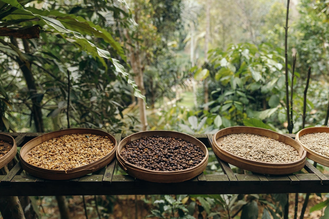 Munduk and Kintamani coffee plantations