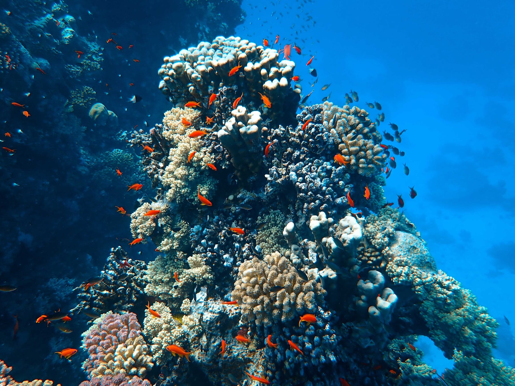 Coral reefs of Amed and Jemeluk