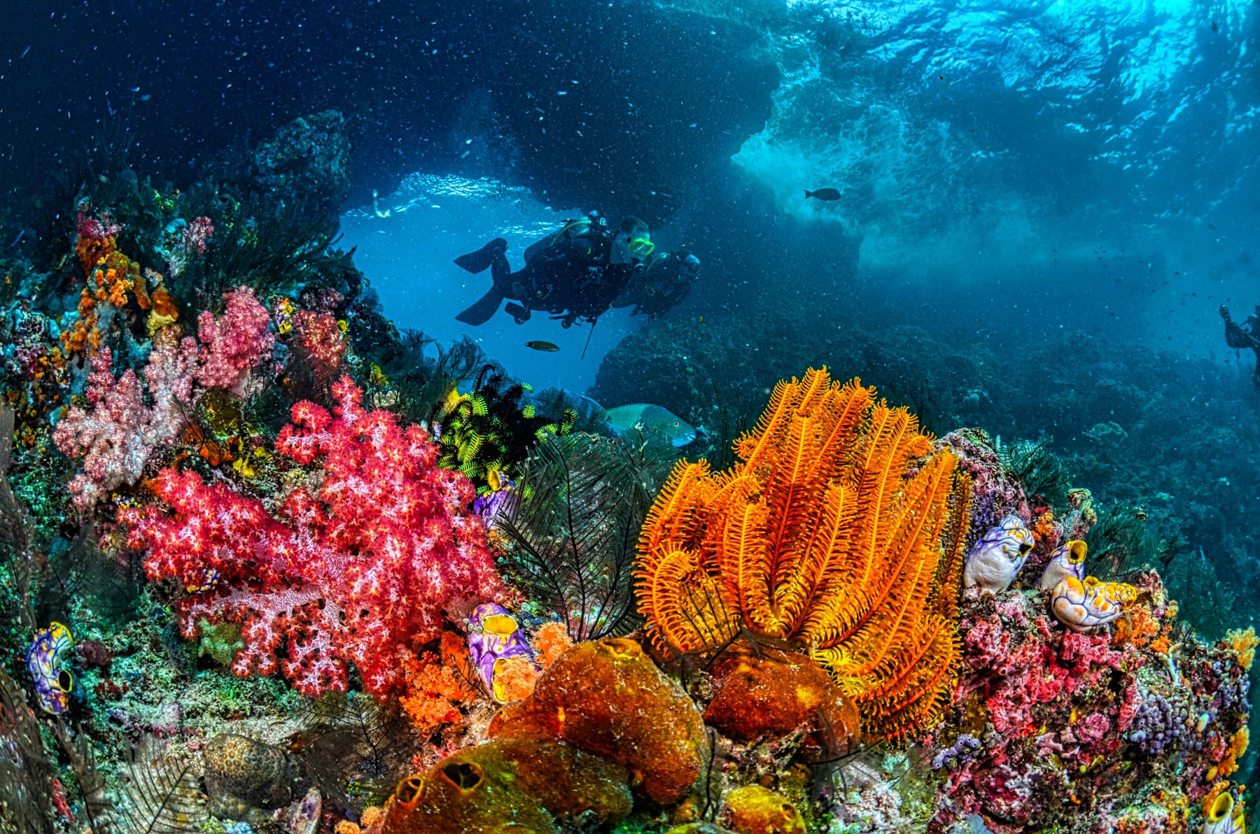 USAT Liberty Wreck, world class diving